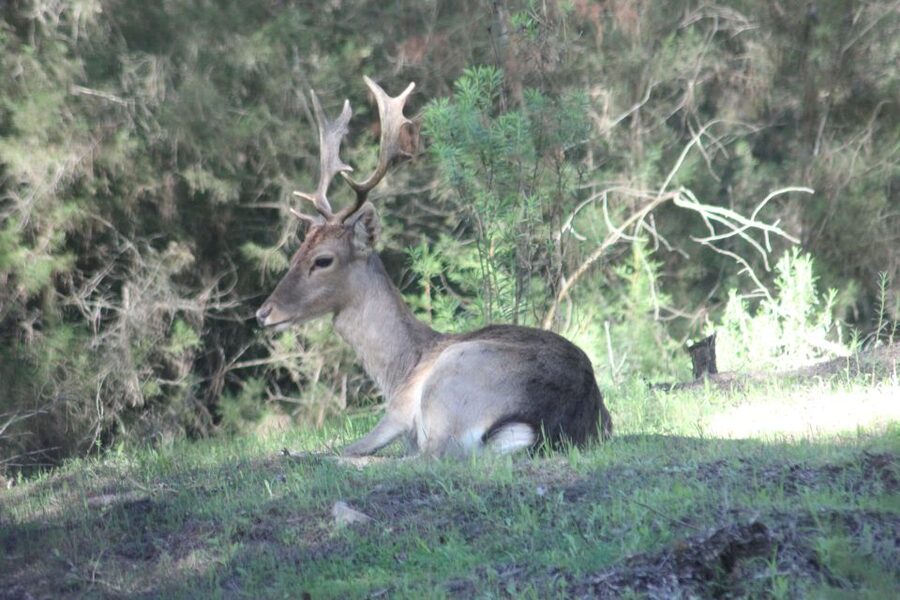 From Seville: Doñana National Park Full-Day Private Tour - Key things to know before you go
