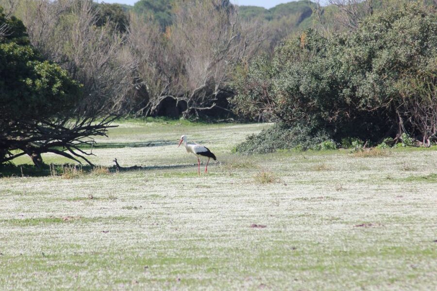 From Seville: Doñana National Park Full-Day Private Tour - The heart of the trip: 4 hours in Doñana by 4WD