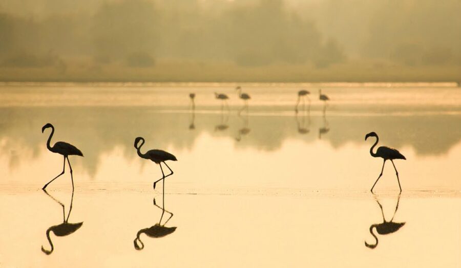 From Seville: Doñana National Park Full-Day Private Tour - Who this tour suits best (and who should skip it)