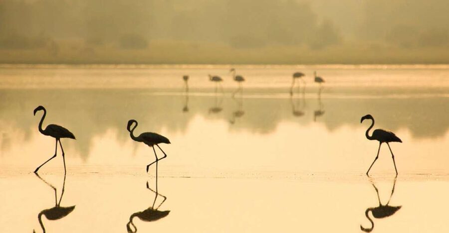 From Seville: Doñana National Park Full-Day Private Tour - Tips to make the day smoother