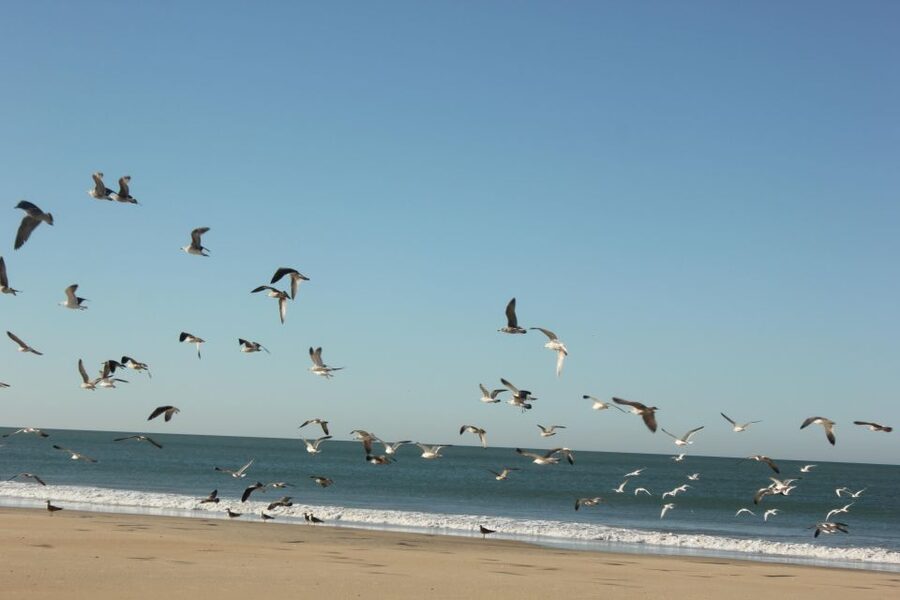 From Seville: Doñana National Park Full-Day Private Tour - The verdict: should you book this Seville to Doñana private day?