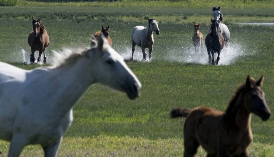 From Seville: Doñana Natural Park, El Rocio and Matalascañas - Wildlife viewing with the guide: why expert interpretation matters