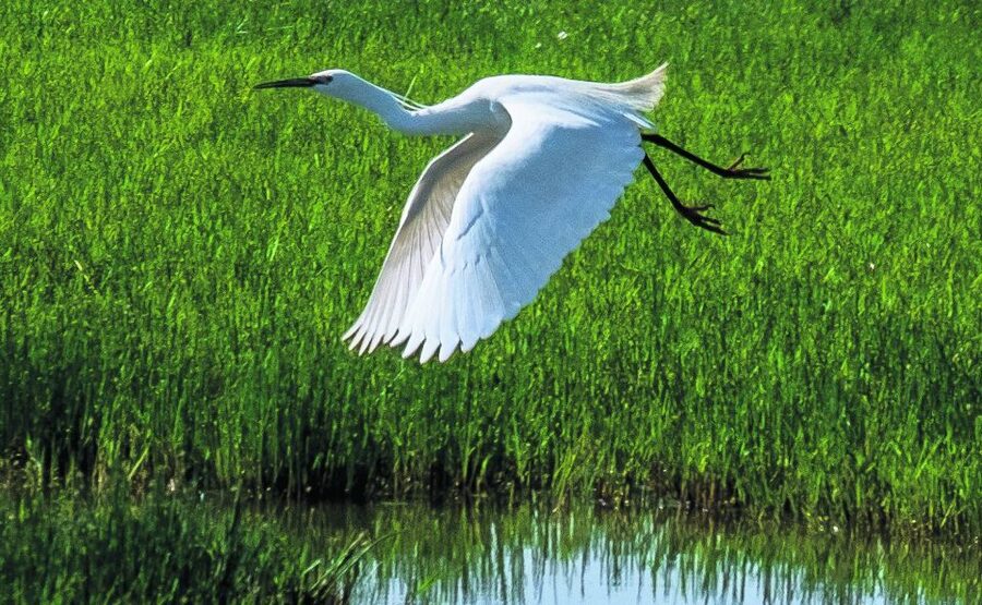 From Seville: Doñana Natural Park, El Rocio and Matalascañas - El Rocío village visit: pilgrimage culture you can feel