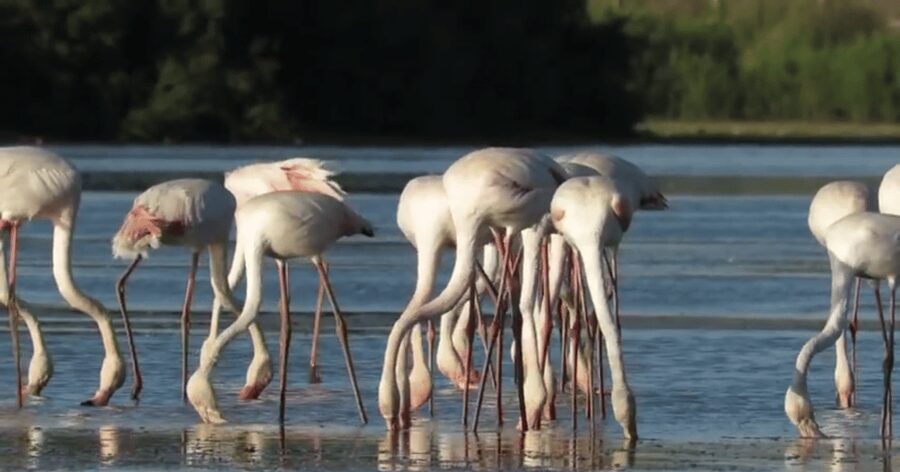 From Seville: Doñana Natural Park, El Rocio and Matalascañas - Matalascañas Beach: the decompression hour you actually need