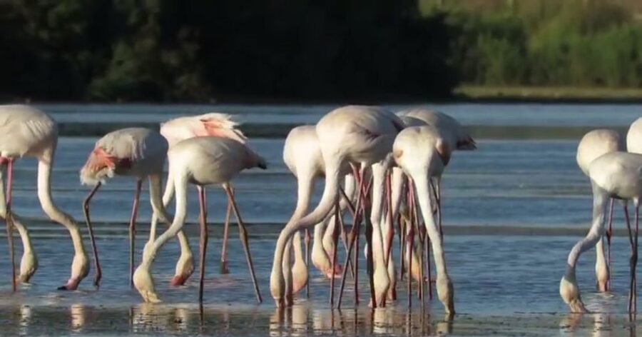 From Seville: Doñana Natural Park, El Rocio and Matalascañas - Logistics that matter: pickup, timing, and group comfort
