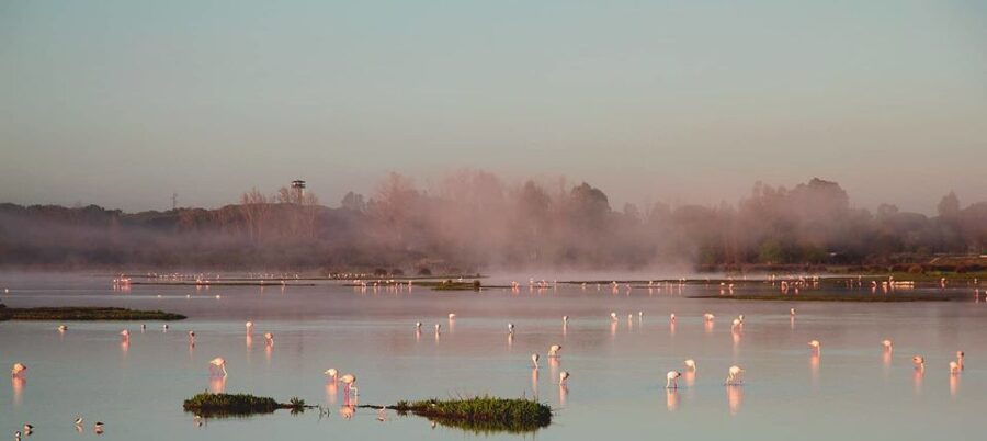 From Seville: Doñana Natural Park, El Rocio and Matalascañas - Who should book this day trip?