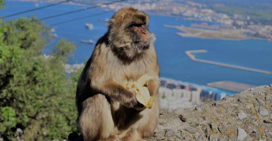 From Seville: Full-Day Trip to Gibraltar - Why this Gibraltar day trip works from Seville