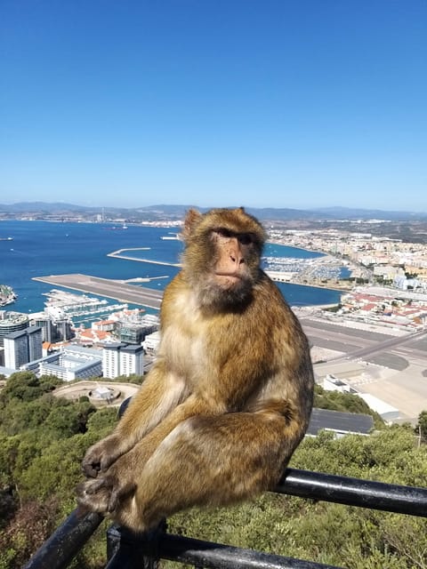 From Seville: Full-Day Trip to Gibraltar - St. Michael’s Cave: when you want a break from the open air