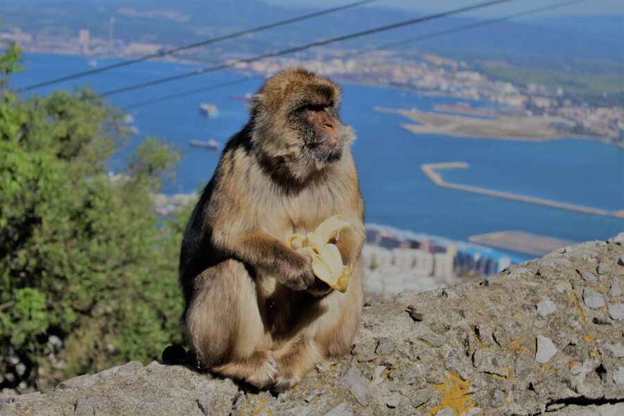 From Seville: Full-Day Trip to Gibraltar - Sunday timing: the Tarifa stop and an extra-long day