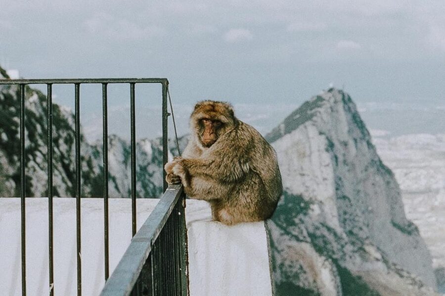 From Seville: Gibraltar Day Trip - Key things I’d focus on before you go