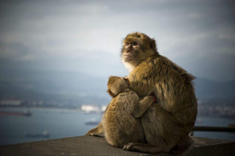 From Seville: Gibraltar Sightseeing Tour - A 10-hour Gibraltar day trip: why the timing works