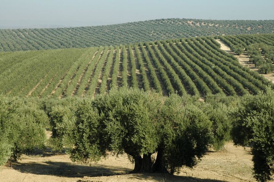 From Seville: Olive Oil Farm Tour - Inside the small olive oil factory: machines, methods, and why physical processing matters
