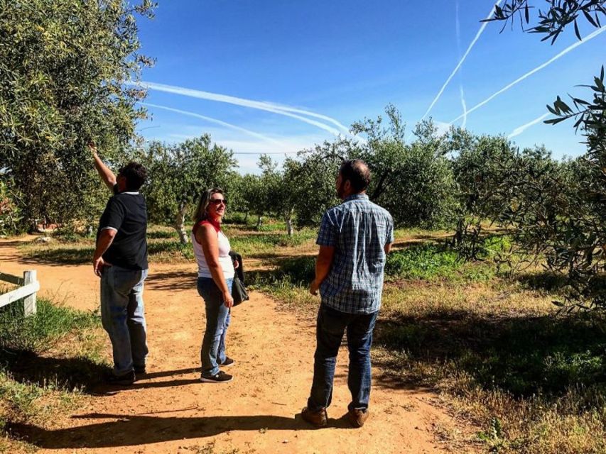 From Seville: Olive Oil Farm Tour - Pacing, group size, and the $105 value question