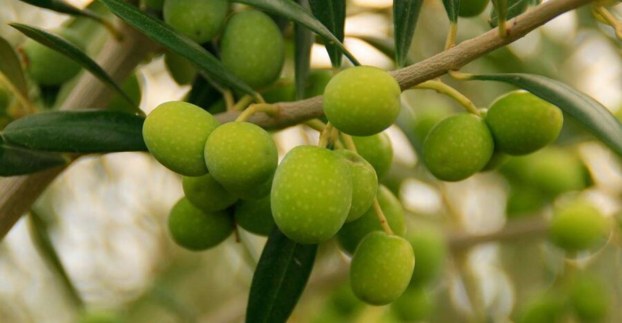 From Seville: Olive Oil Farm Tour - Should you book this Olive Oil Farm Tour near Seville?