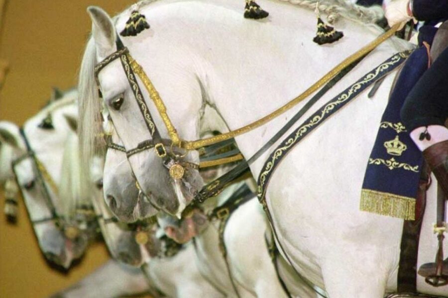 From Seville: Tour of Jerez with Horse Show & Wine Tasting - Real Escuela and How the Horses Dance: spotting the artistry