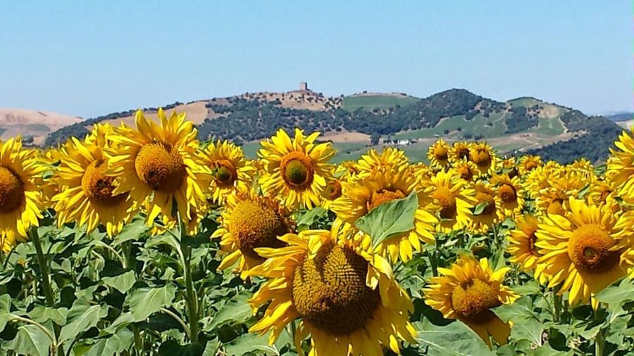 From Seville: White Villages and Ronda Full-Day Trip - Getting There: Seville Pickup Points And The Real-World Schedule