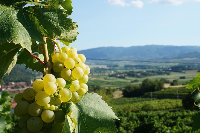 From Seville: Wine Tourism Half Day Tour - Wine Tasting That Actually Helps Your Taste Buds