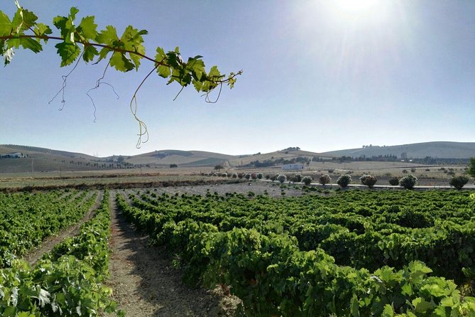 From Seville: Wine Tourism Half Day Tour - The Drive Out: Why a Driver Makes the Wine Day Work