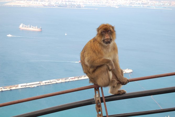 Gibraltar Day Trip from Seville - Upper Rock Nature Reserve: Monkey Colony Tips You’ll Be Glad You Hear