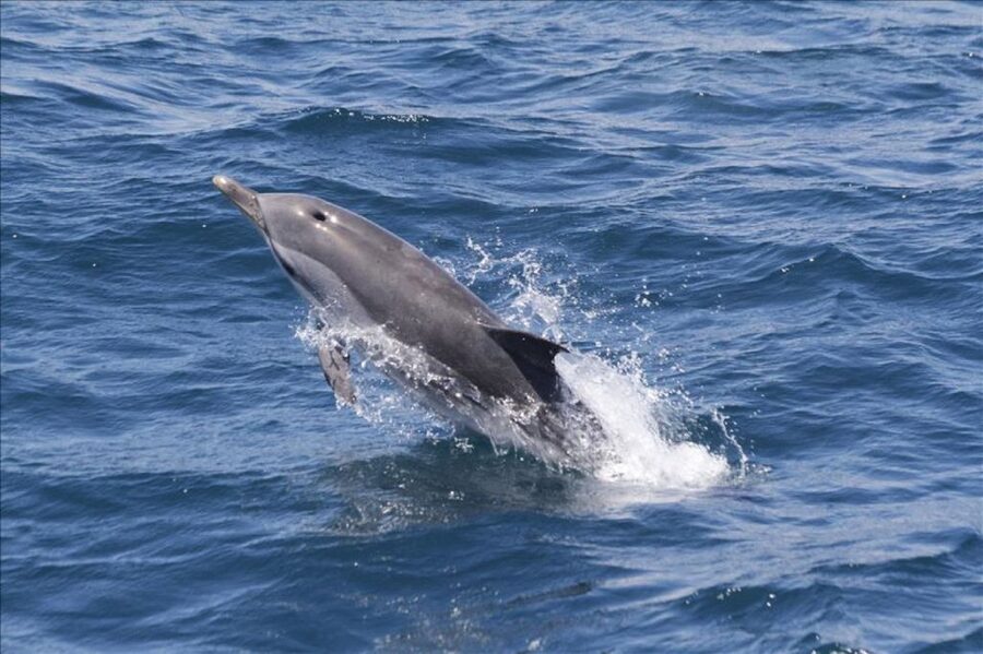 Gibraltar Dolphins Watching Day Trip from Seville - Key Points Before You Go