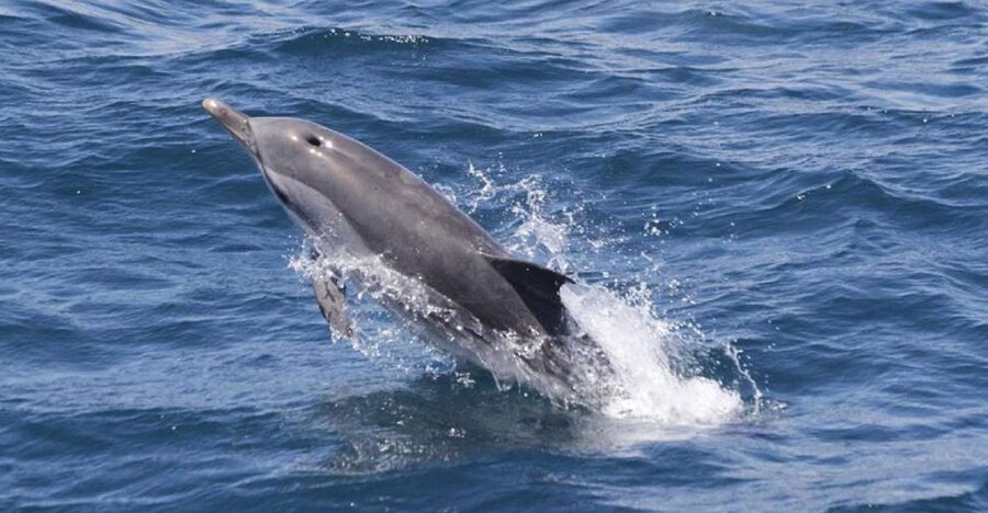 Gibraltar Dolphins Watching Day Trip from Seville - On the Water: What the Boat Time Looks Like