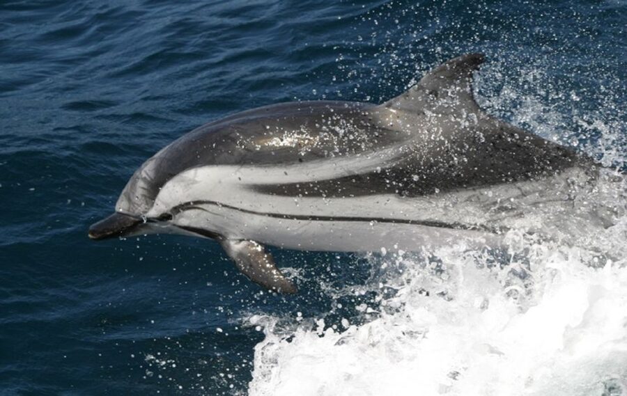Gibraltar Dolphins Watching Day Trip from Seville - Dolphins in the Wild: What You Can Realistically Expect