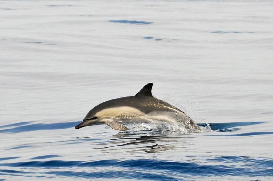 Gibraltar Dolphins Watching Day Trip from Seville - Price and Value: Is $128 a Fair Deal?