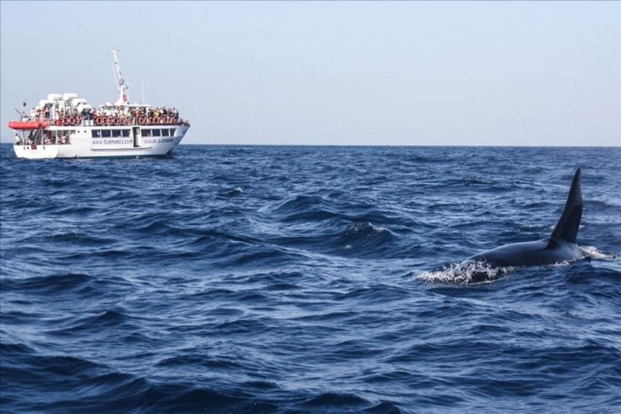 Gibraltar Dolphins Watching Day Trip from Seville - Timing, Meeting Points, and a Smooth Day Plan