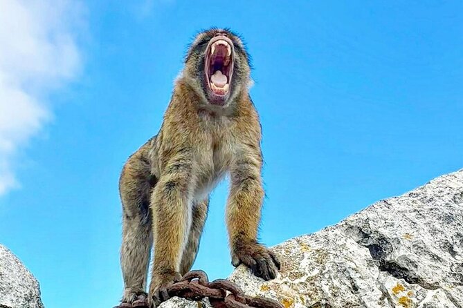 Gibraltar Private Daytrip From Sevilla - Door-to-door transfers and the border car change