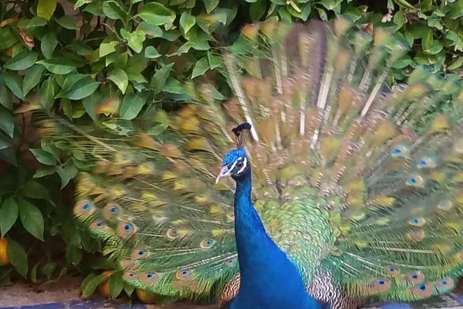 Guided Tour Sevilla Alcázar - Real Alcázar in 75 minutes: what you actually get