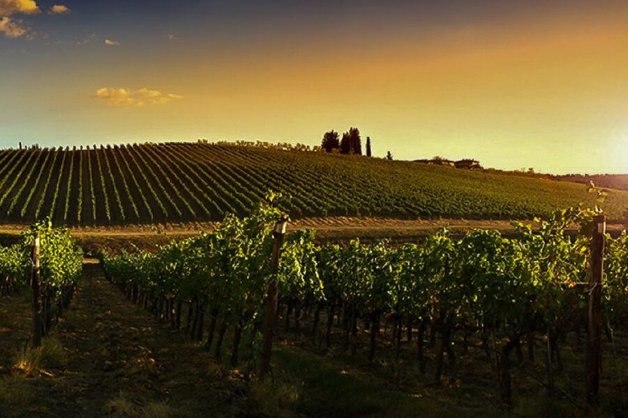 Half-Day Wine Tour in Andalusia in small group - Who should book this half-day Andalusia wine tour