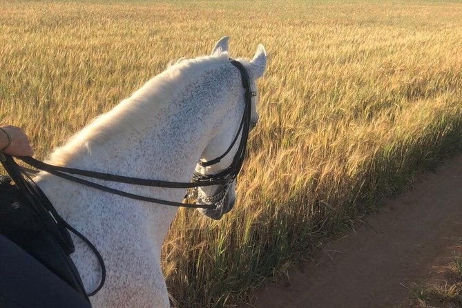Horseback riding around Doñana National Park - Back at the Farm: Grooming Your Horse and Finishing With a Drink