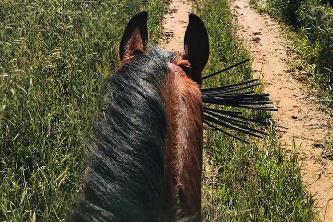 Horseback riding around Doñana National Park - Who This Suits Best (And Who Should Reconsider)
