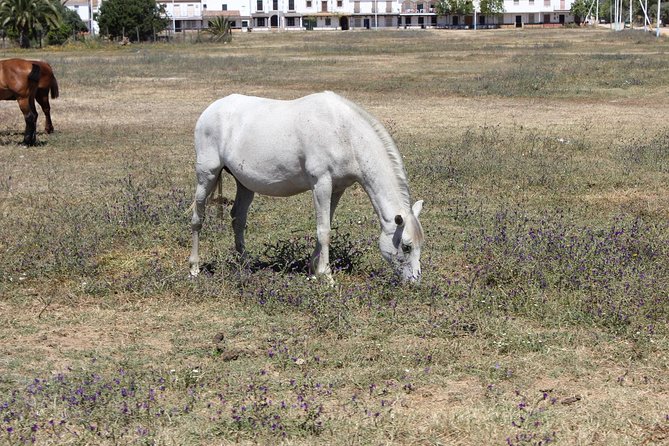 Horseback Riding Experience in Aljarafe, Doñana park from Seville - Leaving Seville for El Aljarafe with comfortable transport