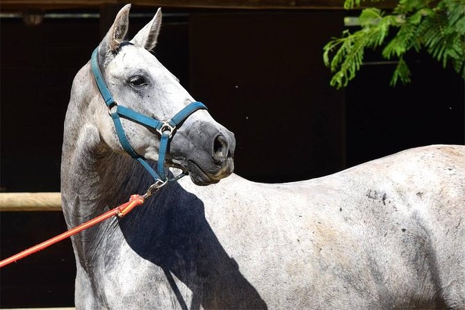 Horseback Riding Experience in Aljarafe, Doñana park from Seville - Andalusian horses: famous, but what you really should watch for