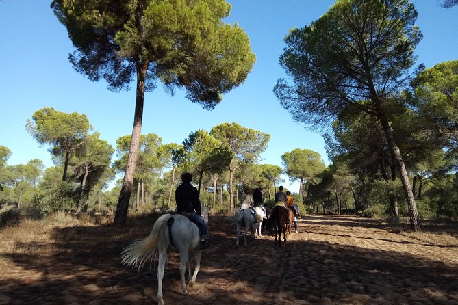 Horseback Riding Experience in Aljarafe, Doñana park from Seville - Price and value: what $114.13 gets you in the real world