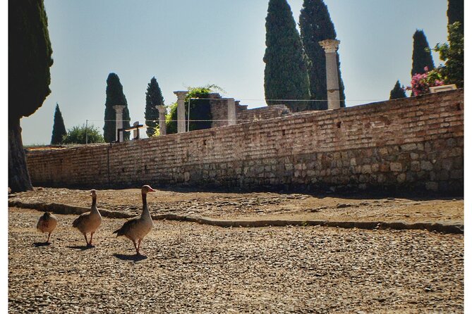 Italica 2-Hour Private Guided Tour - Baths, gym, bread oven, and bird house: daily life under the stones