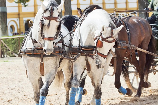 Jerez & Cadiz Winery with Tasting & Opt Horse Show from Seville - The Royal Andalusian School option: horses, dressage, and what to watch for