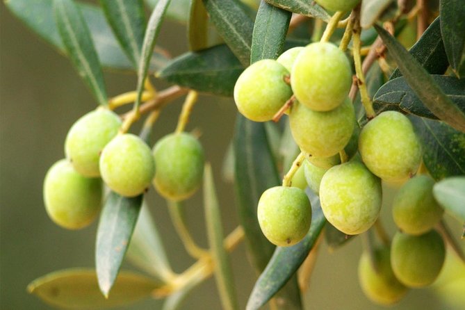 Oleotourism and olive oil tasting in Seville - Private tour - Hacienda Guzmán: where Andalusia tells the olive oil story