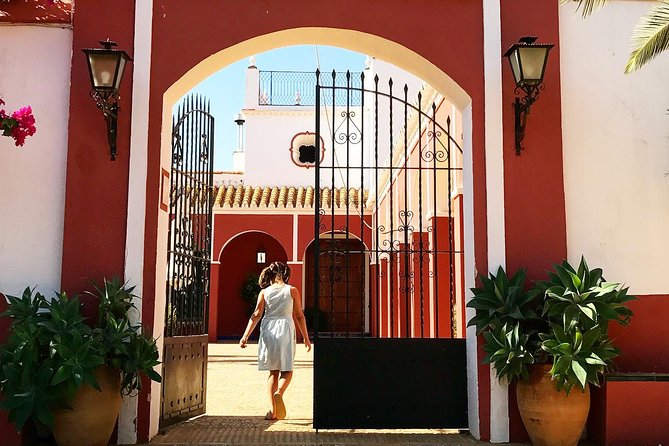 Oleotourism and olive oil tasting in Seville - Private tour - Tasting four olive oils: what to pay attention to