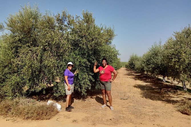Olive Oil Farm Tour with Tasting from Seville - Key points before you go