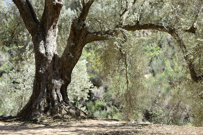 Olive Oil Farm Tour with Tasting from Seville - Leaving Seville: pickup, ride time, and how to pace your morning