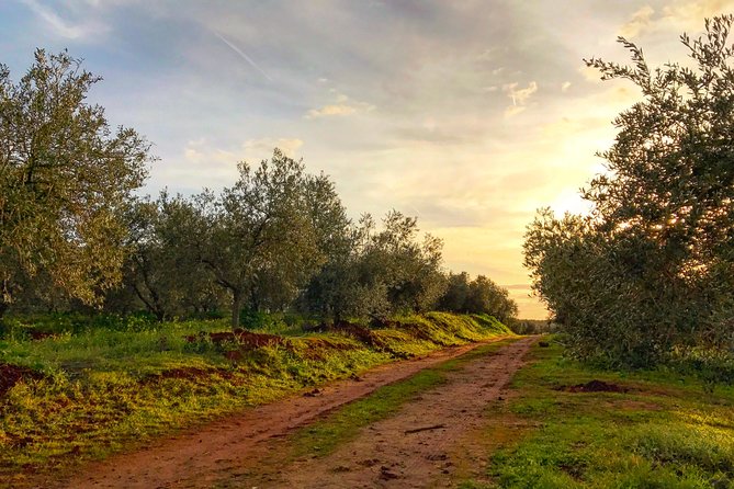 Olive Oil Farm Tour with Tasting from Seville - Price and value from Seville: what you’re actually paying for