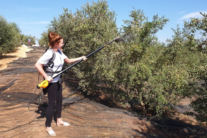 Olive Oil Farm Tour with Tasting from Seville - Who this olive oil farm tour suits best