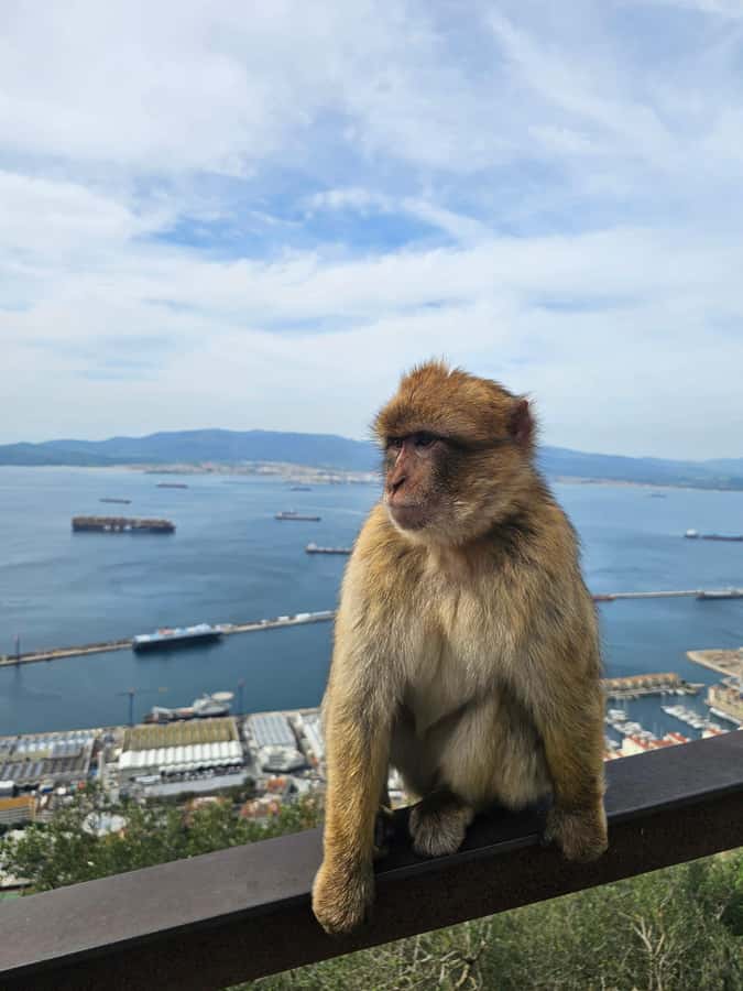 Private Day Trip: Gibraltar & (Tangier) Morocco from Seville - Leaving Seville: the drive to La Línea and your first Strait context