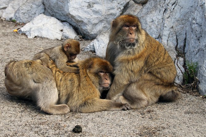 Private Gibraltar Day Tour from Seville - Who This Private Gibraltar Tour Fits Best