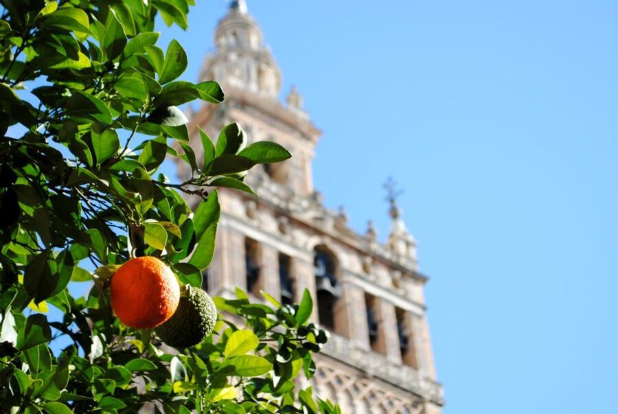 Seville 4-Hour Guided Walking Tour - Santa Cruz and the Archivo de Indias: stories in the narrow streets