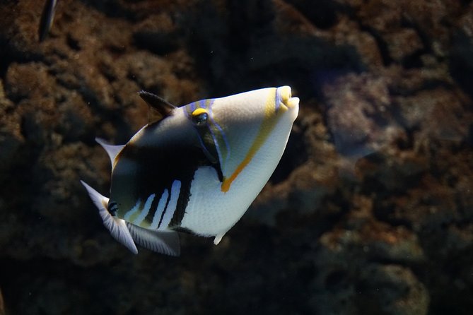 Seville Aquarium Admission Ticket - Marine life to pause for: turtles, rays, octopus, jellyfish