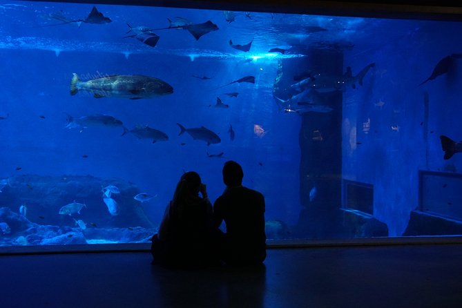 Seville Aquarium Admission Ticket - Your 1 to 3 hour plan: pace it, don’t race it