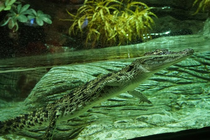 Seville Aquarium Admission Ticket - Where this ticket fits best (and where it might not)